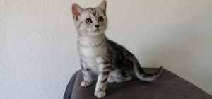 Britisch Kurzhaar BKH