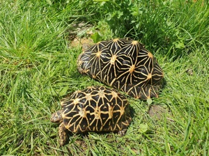 Indische Sternschildkröte Geochelone elegans 