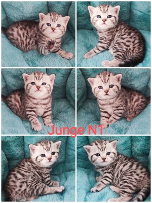 Bkh Kitten reinrassig, Kätzchen, Katzenbabys  Bild 4