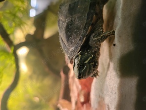 Moschussschildkröte abzugeben Bild 3