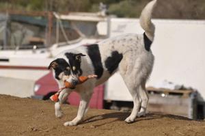 Lissy ist verträglich mit andern Hunden