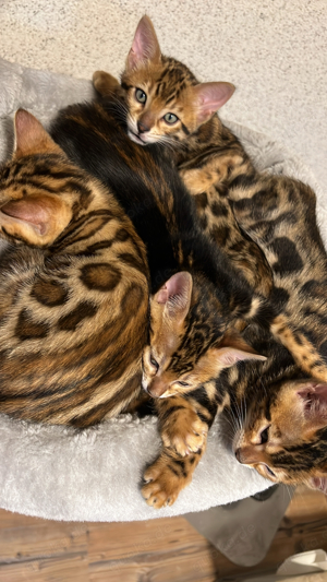 Bengal Kitten Bild 4