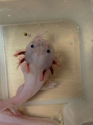 Axolotl Jungtiere  Bild 4