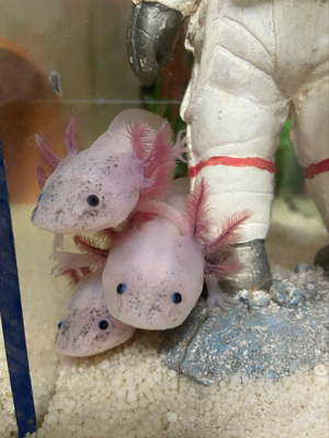 Axolotl Jungtiere  Bild 2