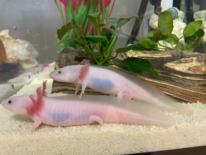 Axolotl Jungtiere  Bild 3