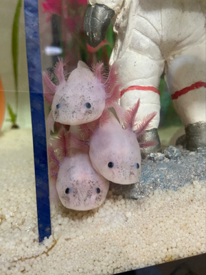 Axolotl Jungtiere  Bild 1