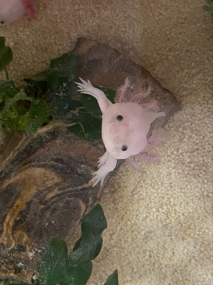 Axolotl Jungtiere  Bild 8