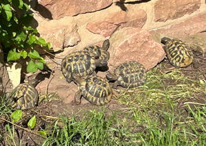 Verkaufe 2 griechische Landschildkröten