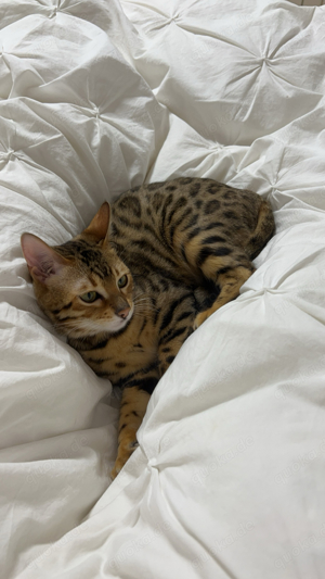 Bengal Kitten Bild 10