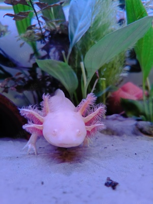 Axolotl, weiblich, Goldling ca. 21 cm Bild 4