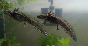 Axolotl, Jungtiere aus MV Bild 4