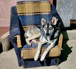 GUS sucht Kuschelkörbchen