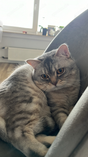 BKH Deckkater Bild 6