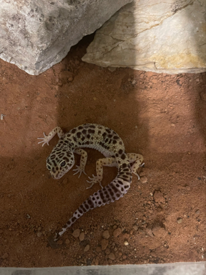 Leopardgecko mit Terrarium Komplettset Bild 3