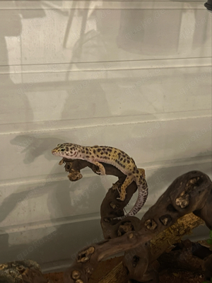Leopardgecko mit Terrarium Komplettset Bild 2
