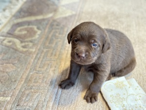 Labrador Welpen  Bild 1