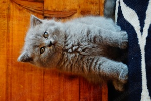BKH Kitten Britisch Kurzhaar reinrassig Bild 1