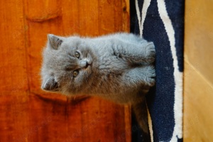 BKH Kitten Britisch Kurzhaar reinrassig Bild 3