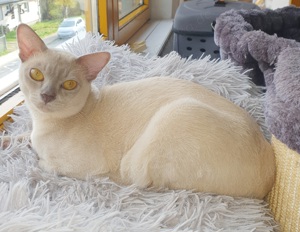 Burma Deckkater mit Stammbaum Bild 3