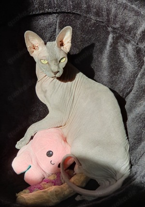 Canadian Sphynx Dame mit Stammbaum