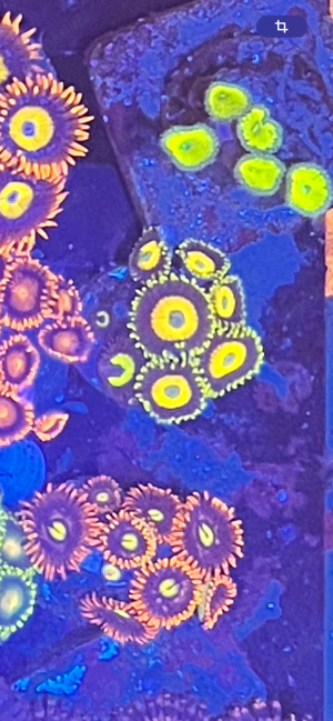 Koralle Zoanthus Scrambled Eggs Bild 2