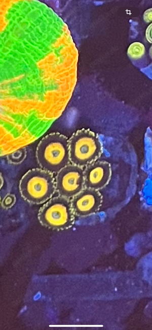 Koralle Zoanthus Scrambled Eggs Bild 1