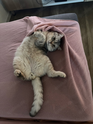 BKH Deckkater Bild 8