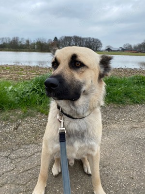 Schäferhund mix 