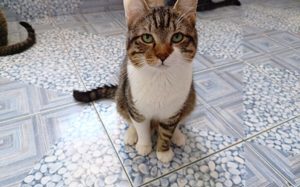 Alvaro - freundlicher Kater sucht Zuhause Bild 1