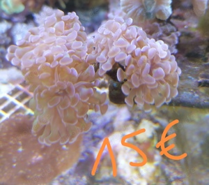 Meerwasseraquarium Auflösung Korallen Anemone  Bild 4