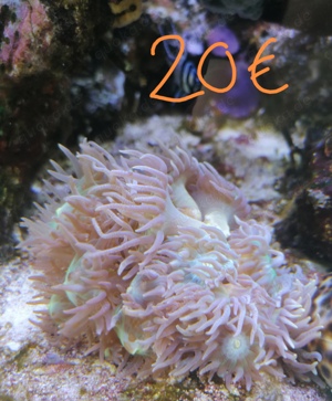 Meerwasseraquarium Auflösung Korallen Anemone  Bild 8
