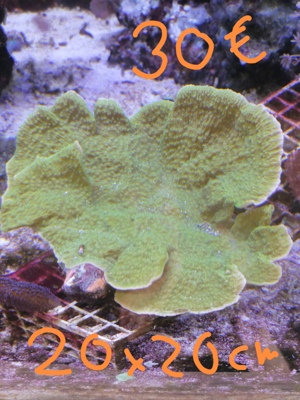 Meerwasseraquarium Auflösung Korallen Anemone  Bild 9