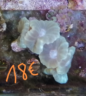 Meerwasseraquarium Auflösung Korallen Anemone  Bild 2