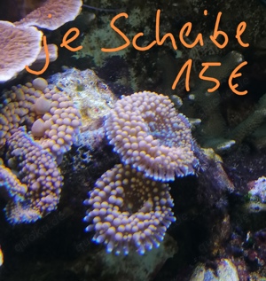 Meerwasseraquarium Auflösung Korallen Anemone  Bild 1