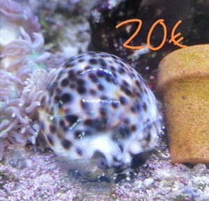 Meerwasseraquarium Auflösung Korallen Anemone  Bild 7