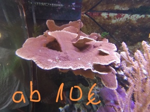 Meerwasseraquarium Auflösung Korallen Anemone  Bild 5