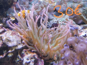 Meerwasseraquarium Auflösung Korallen Anemone  Bild 6