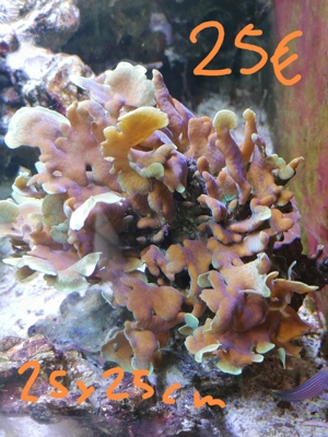 Meerwasseraquarium Auflösung Korallen Anemone  Bild 10