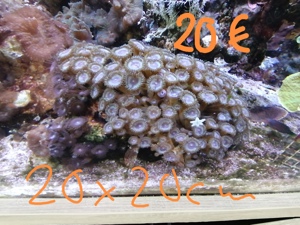 Meerwasseraquarium Auflösung Korallen Anemone  Bild 3