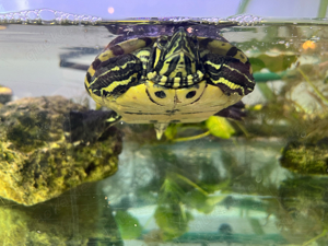 Wasserschildkröte Bild 2