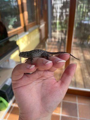 Malachit Stachelleguan (Reptilien, Kleine Leguane)