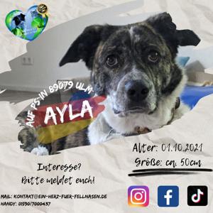 Rumänin Ayla ist bereits in Deutschland auf PS - 89079 Ulm