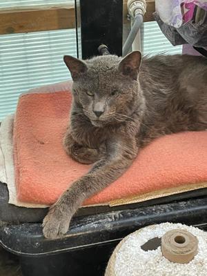 Kater Midou, einäugig, sucht Traumzuhause in Wohnungshaltung Bild 1