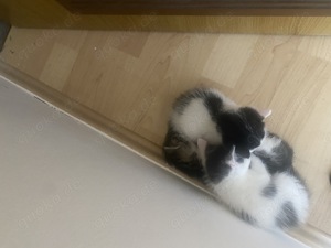 Babykatzen suchen ein liebevolles Zuhause  Bild 4