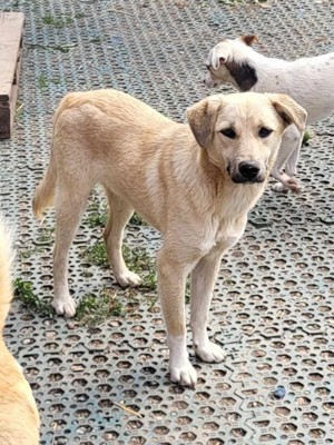 MISHA - ein eher schüchterner Hundebub (wartet in Rumänien) Bild 8