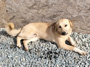 MISHA - ein eher schüchterner Hundebub (wartet in Rumänien) Bild 3