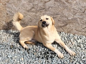MISHA - ein eher schüchterner Hundebub (wartet in Rumänien) Bild 2