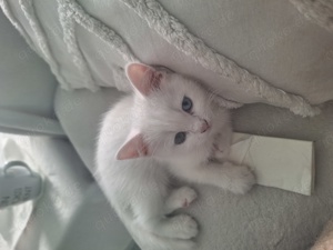 Weisses Kitten mit zwei verschiedenen Augenfarben  Bild 10