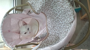 Weisses Kitten mit zwei verschiedenen Augenfarben  Bild 8