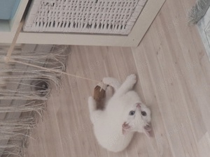 Weisses Kitten mit zwei verschiedenen Augenfarben  Bild 7